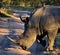 Rhino Crosses the Road