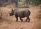 Rhino crossing dirt road in game preserve