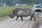 Rhino crossing the road