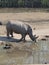 A rhino drinking some water