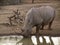 Rhino drinking at waterhole