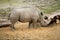 Rhino eating african rhinoceros stand up