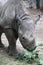 Rhino eating fresh leaves