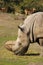 Rhino eating grass