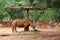 Rhino eating grass