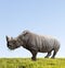 Rhino eats green grass