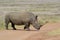 Rhino eratotherium simum