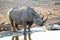 Rhino in ethosa national park