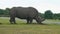 Rhino is examining a pile of manure in a safari park, close-up, copy space, 4K