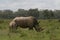Rhino family in kenya