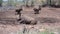 Rhino family runs-away from a dry waterpool in hluhluwe imfolozi