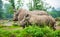 Rhino family walking in nature