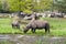 A rhino female and her little baby are grazing surrounded by grass and trees. Rhinocerotidae.