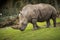 Rhino goes on meadow walk