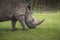 Rhino goes on meadow walk