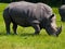 Rhino Grazing on Grass