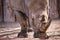 a rhino grazing on grass in a dirt enclosure at a zoo