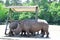 Rhino grazing in open field