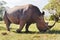 Rhino grazing in savannah at africa