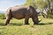 Rhino grazing in savannah at africa