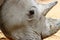 Rhino head close up in zoo in germany in augsburg