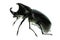 Rhino hercules beetle