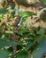 Rhino horned lizard in Horton Plains national park, beautiful endemic lizards of Sri Lanka