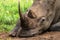 Rhino Horns Wildlfe