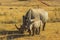 Rhino with large horn and baby