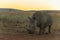 Rhino with a large horn at sunset
