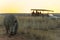 Rhino with a large horn at sunset