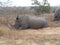 Rhino lying down