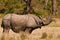Rhino mating call