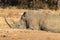 Rhino Morning Sleep Wildlife