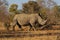 Rhino on morning stroll