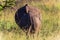 Rhino Mother Calf Rear
