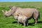 Rhino mother and calf standing in grass