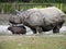 Rhino mother with newborn baby