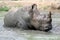 Rhino in the muddy water