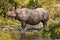 Rhino near a stream