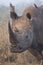 Rhino Portrait