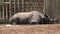 Rhino Resting In Muddy Pond