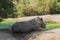 The rhino is resting near with green pond in the Open Zoo, Chonburi, Thailand.