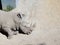 Rhino resting in the sand, Zacango zoo