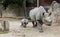 Rhino rhinoceros animal baby zoo animals take care of babies