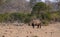 Rhino or Rhinoceros, with horns in tact,  walking in late afternoon sun