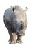 Rhino or rhinoceros isolated with clipping path