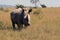 Rhino, rhinoceros, Kruger national Park. South Africa