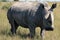 Rhino, rhinoceros, Kruger national Park. South Africa