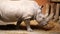 A rhino, rhinoceros in the zoo, eating hay. slowly walks his own aviary, pavilion